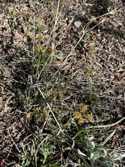 Lomatium graveolens alpinum