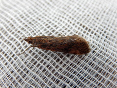 Achyra affinitalis