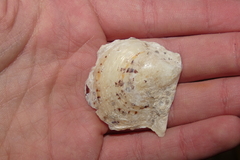 Pinctada imbricata