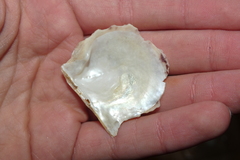 Pinctada imbricata