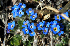 Eritrichium argenteum