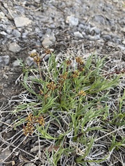 Lomatium graveolens alpinum