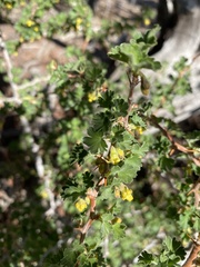 Ribes velutinum