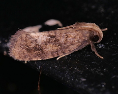 Acrolophus texanella