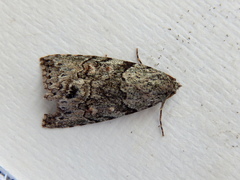 Calathusa basicunea
