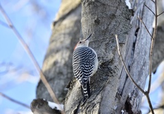 Melanerpes carolinus