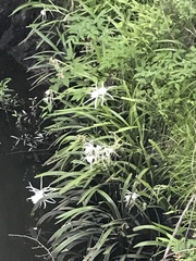 Hymenocallis occidentalis