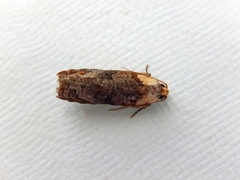 Cryptoptila australana
