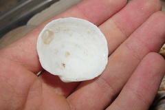 Pegophysema schrammi