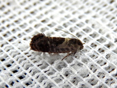 Eupselia carpocapsella