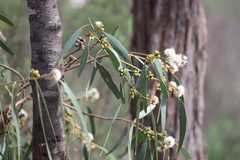 Eucalyptus goniocalyx goniocalyx