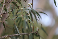 Eucalyptus goniocalyx goniocalyx