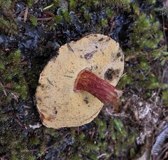 Boletus leptospermi