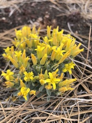 Physaria newberryi