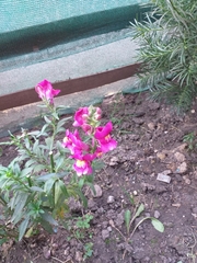 Antirrhinum majus