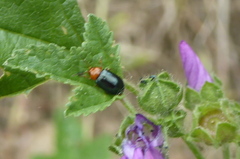 Podagrica fuscicornis
