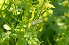 Closterotomus