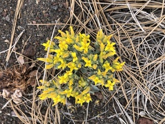 Physaria newberryi