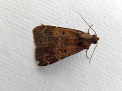 Hydrillodes funestalis