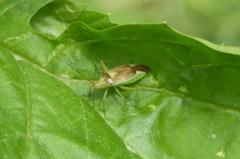 Closterotomus trivialis