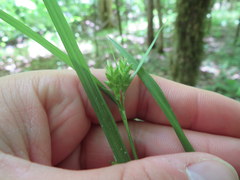 Carex corrugata