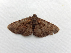 Boarmia suasaria