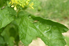 Closterotomus trivialis