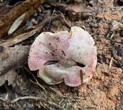 Boletus leptospermi