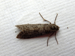 Lepidoscia euryptera