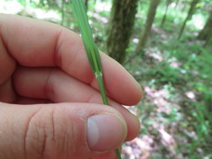 Carex corrugata