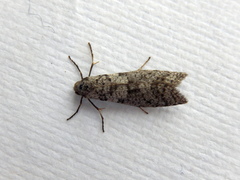 Lepidoscia heliochares