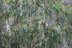 Eucalyptus goniocalyx goniocalyx