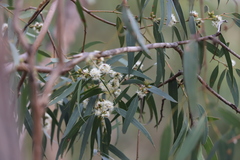 Eucalyptus goniocalyx goniocalyx