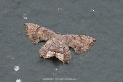 Dysaethria suisharyonis