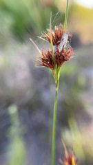 Rhynchospora cephalantha