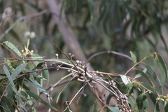 Eucalyptus goniocalyx goniocalyx