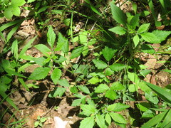Geum virginianum