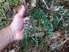 Blechnum zeelandicum