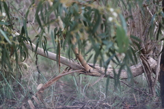 Eucalyptus goniocalyx goniocalyx