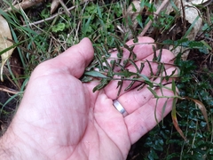 Blechnum zeelandicum