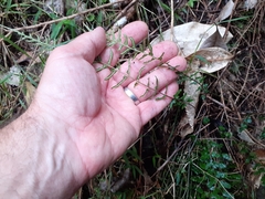 Blechnum zeelandicum