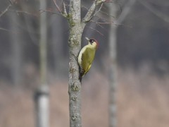 Picus viridis