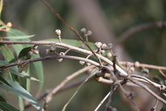 Eucalyptus goniocalyx goniocalyx
