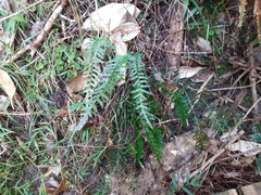 Blechnum zeelandicum