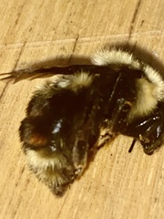 Bombus insularis