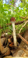 Agaricomycetes