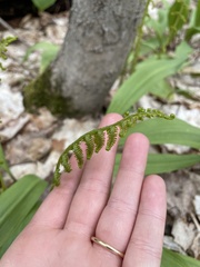 Deparia acrostichoides