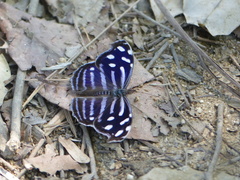 Myscelia cyaniris cyaniris