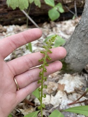Deparia acrostichoides