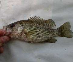 Ambloplites cavifrons